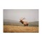 Stupell Industries Tule Elk Photography Canvas Wall Art Design by Crystal Lynn Collins